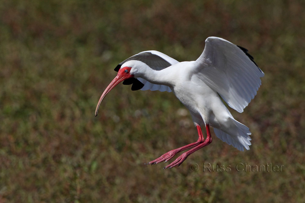 White Ibis © Russ Chantler